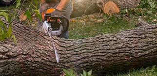 Farmington, PA Tree Services Company