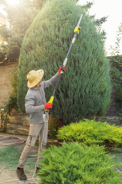 Best Tree and Shrub Care  in Farmington, PA